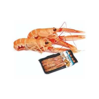 CIGALA 4/7 Nº 00 ESCOCIA  ALIGATOR