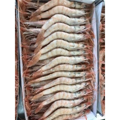 GAMBA BLANCA G C/ 1K
