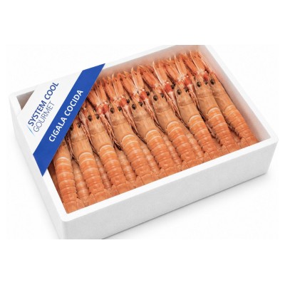 CIGALA COCIDA 20/30 EST/1KG