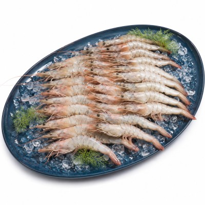 GAMBA BLANCA M C/16 X 1